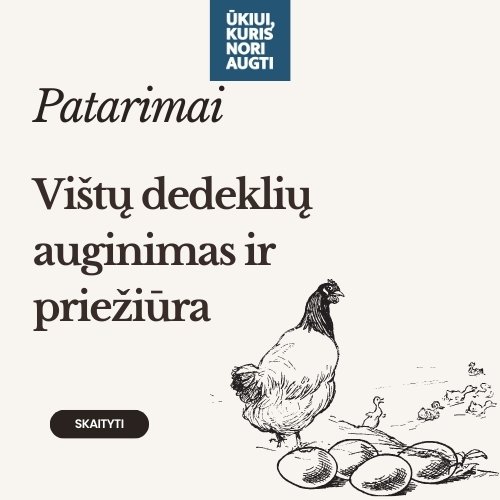 Vištų dedeklių tinkamas auginimas